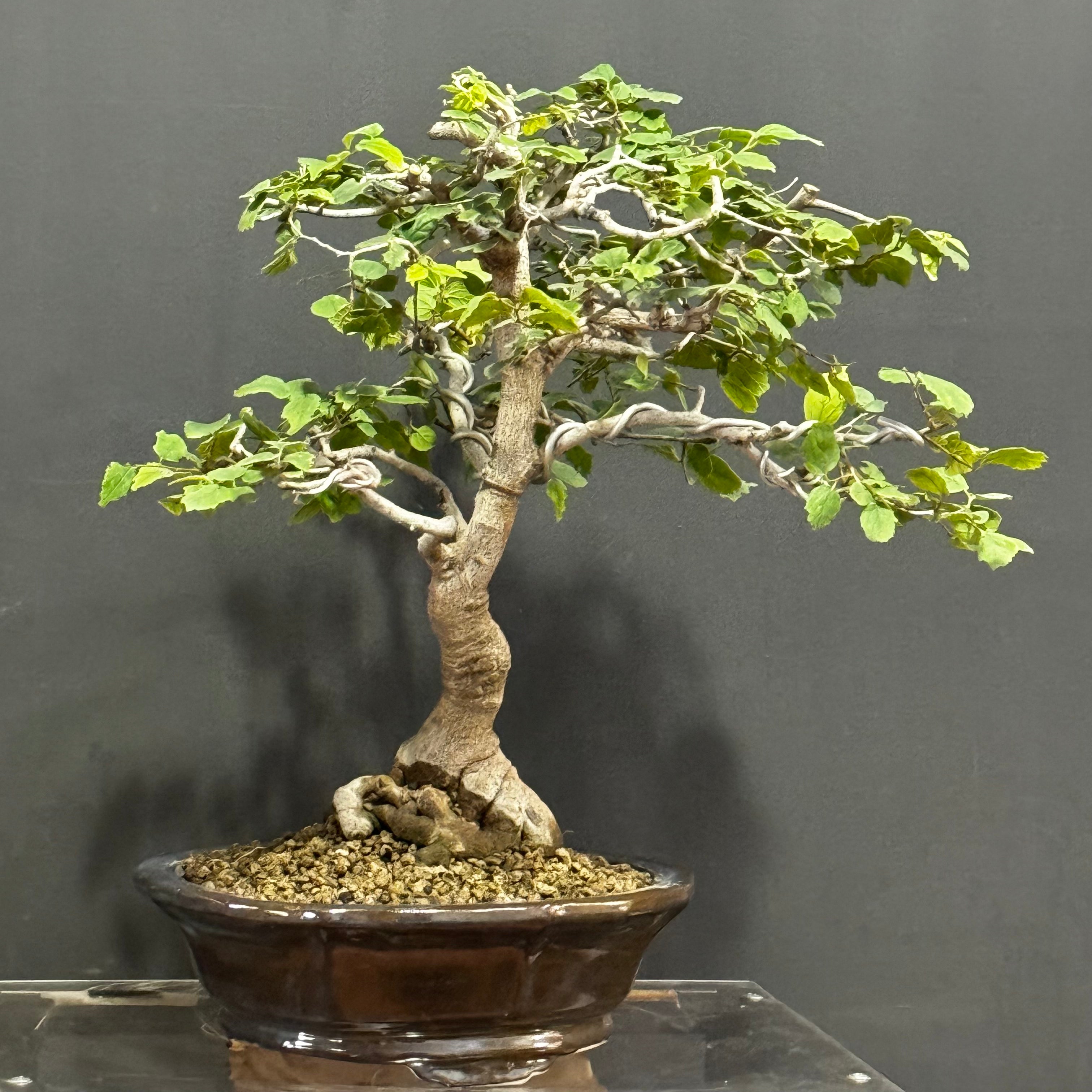 Bonsai Olmo Chino