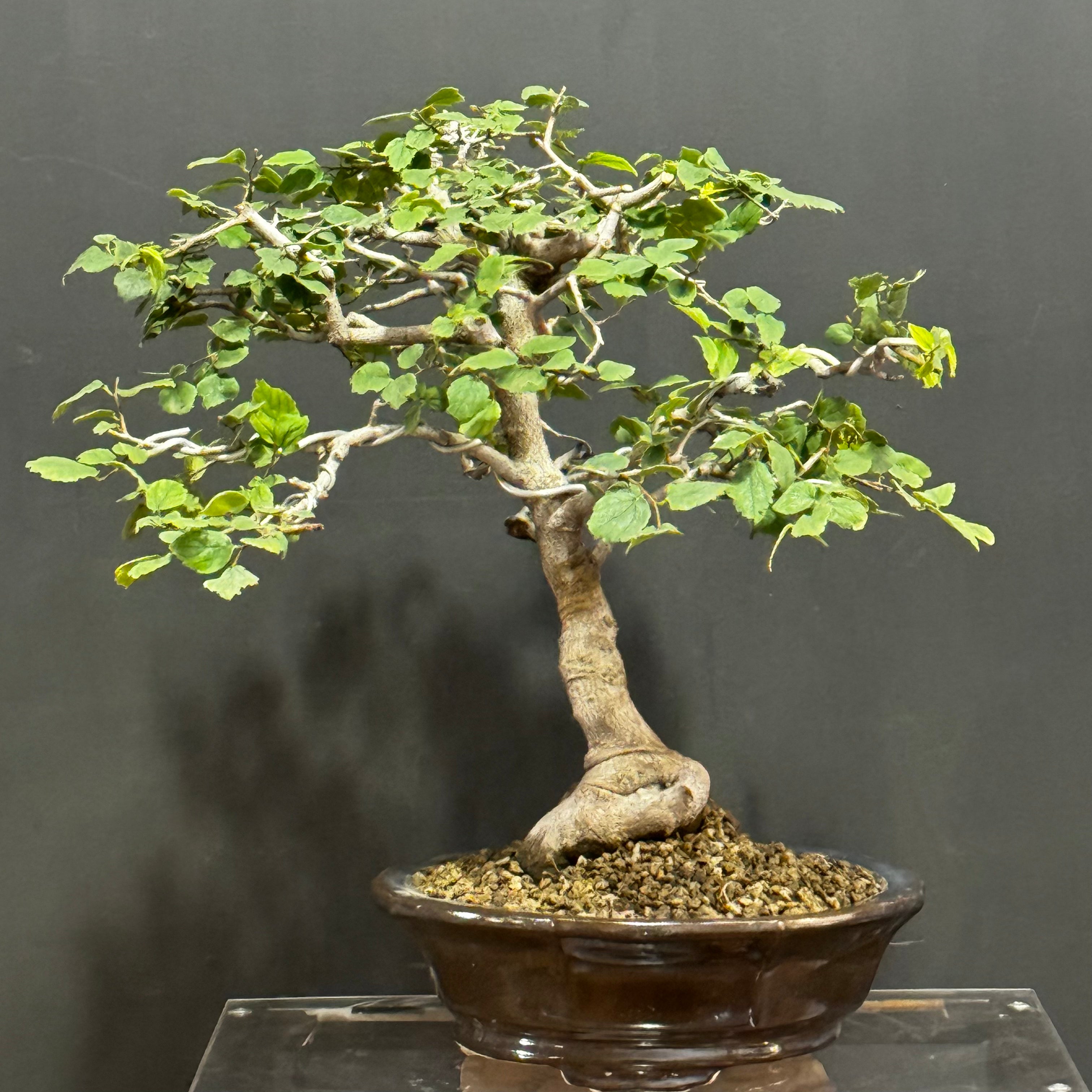 Bonsai Olmo Chino