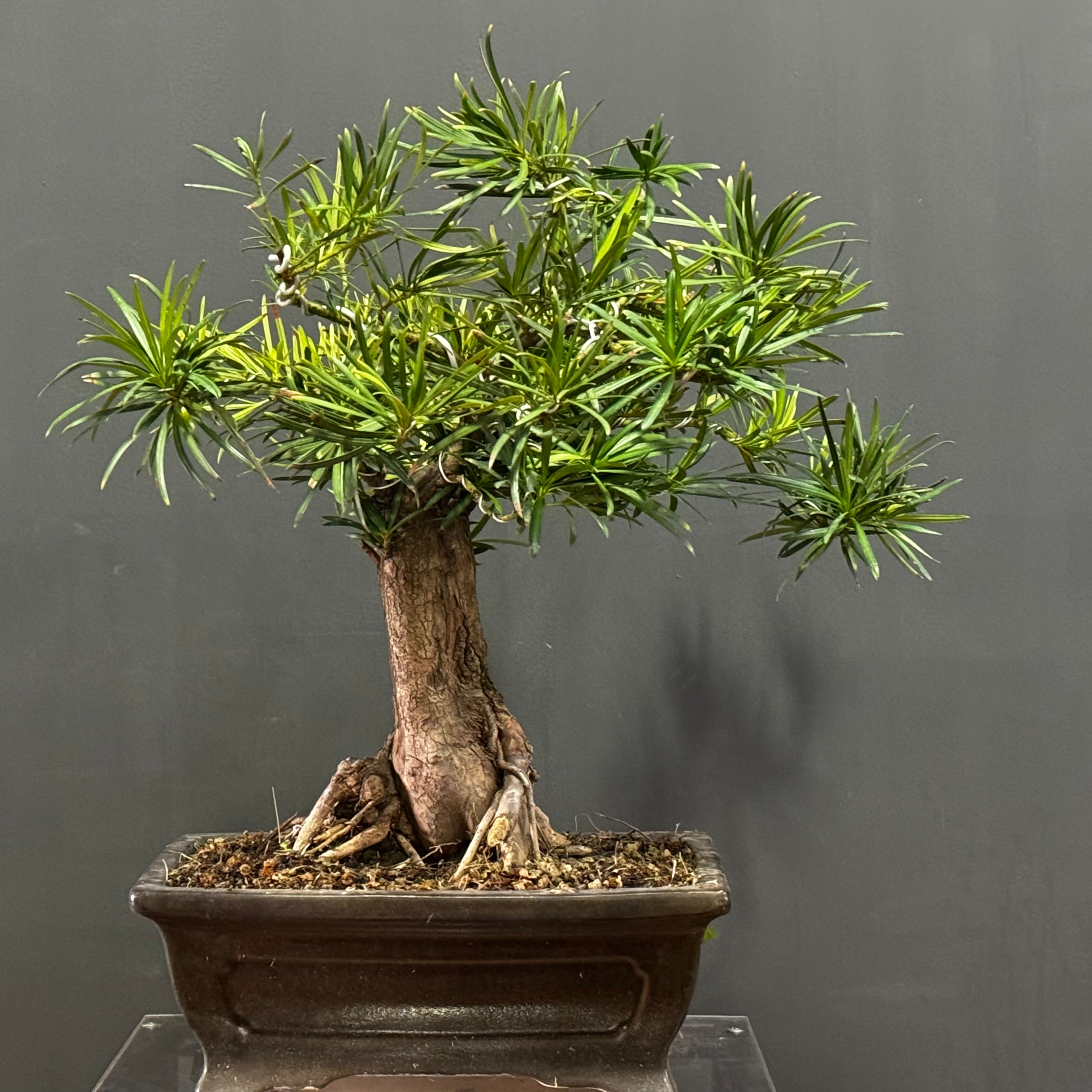 Bonsai Podocarpus