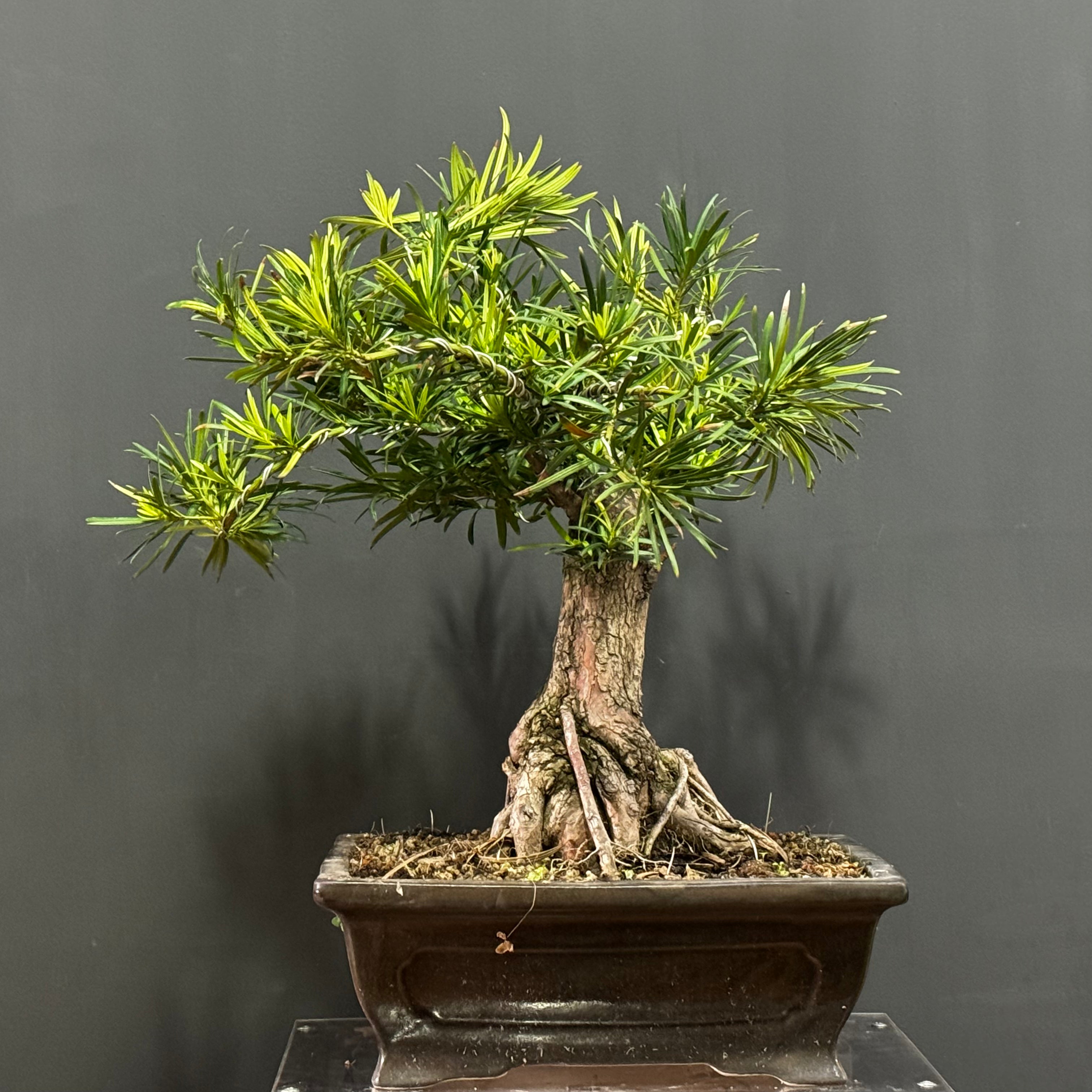 Bonsai Podocarpus