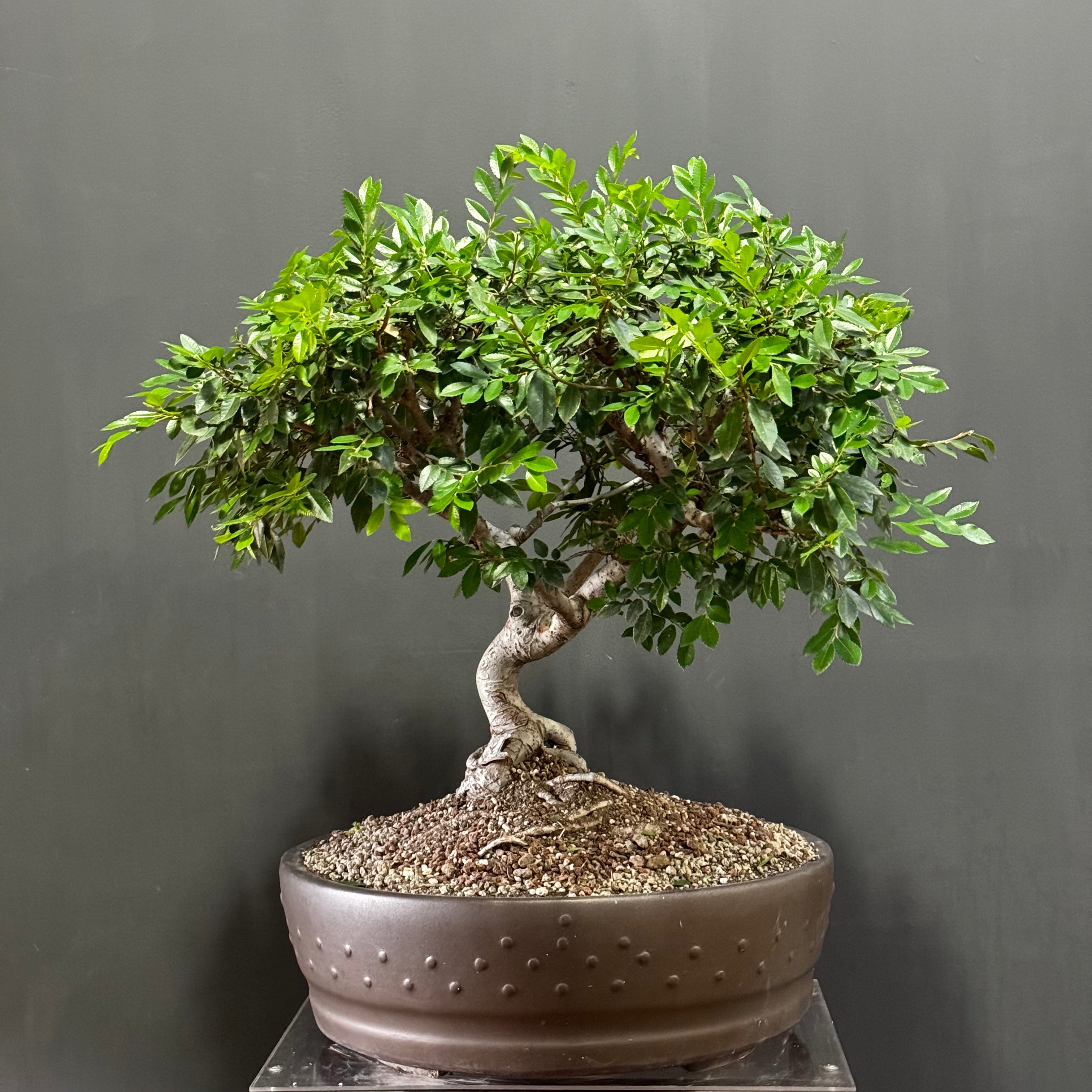 Bonsai Olmo