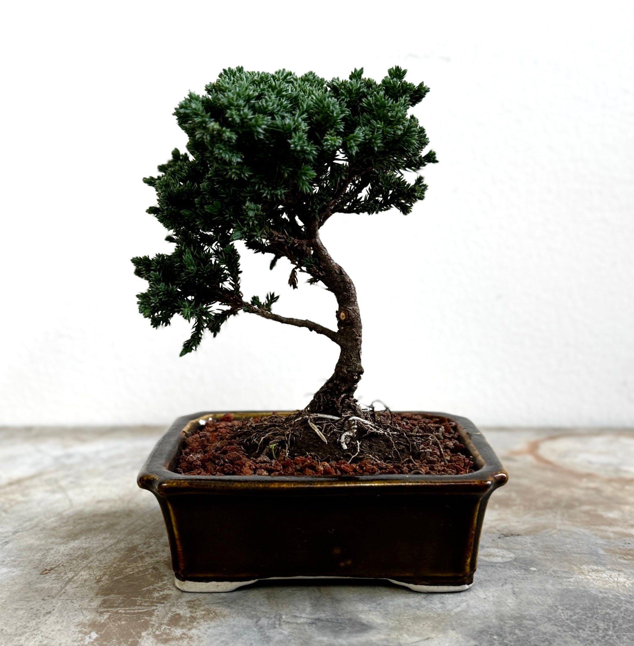Bonsai 1 Junípero 2 años