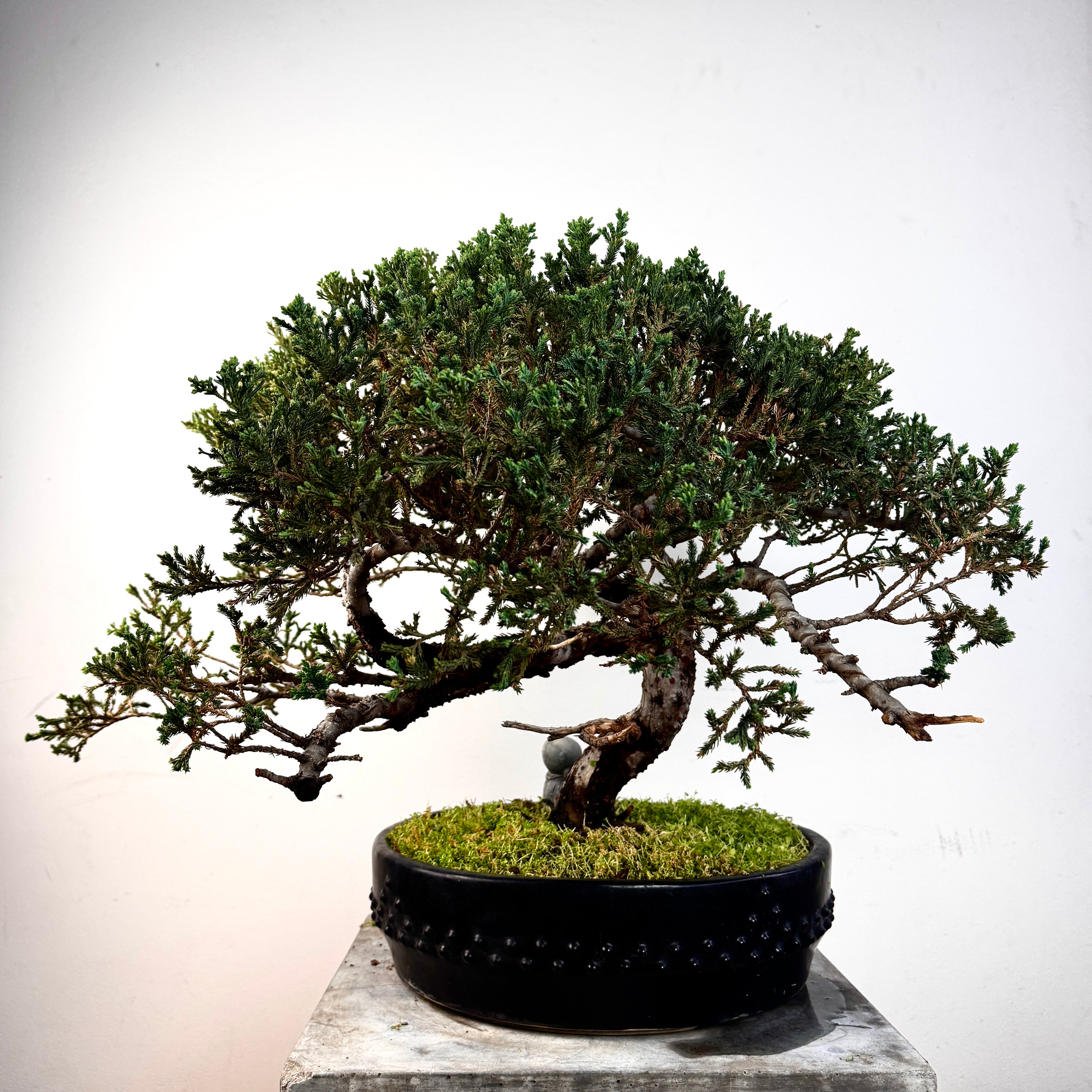 Bonsai Junípero 15 años