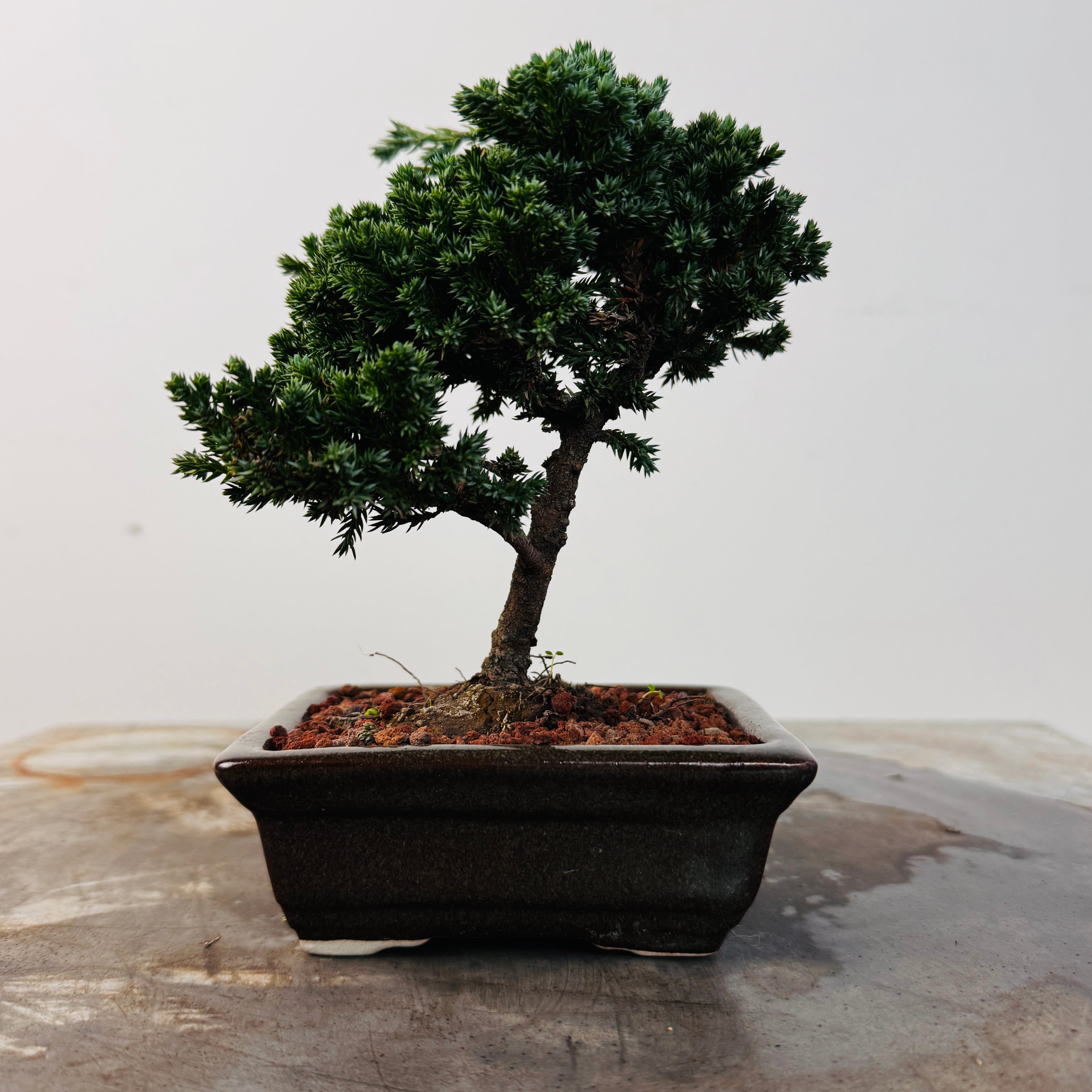 Bonsai 2 Junípero 2 años