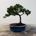 Bonsai 3 Junípero 2 años