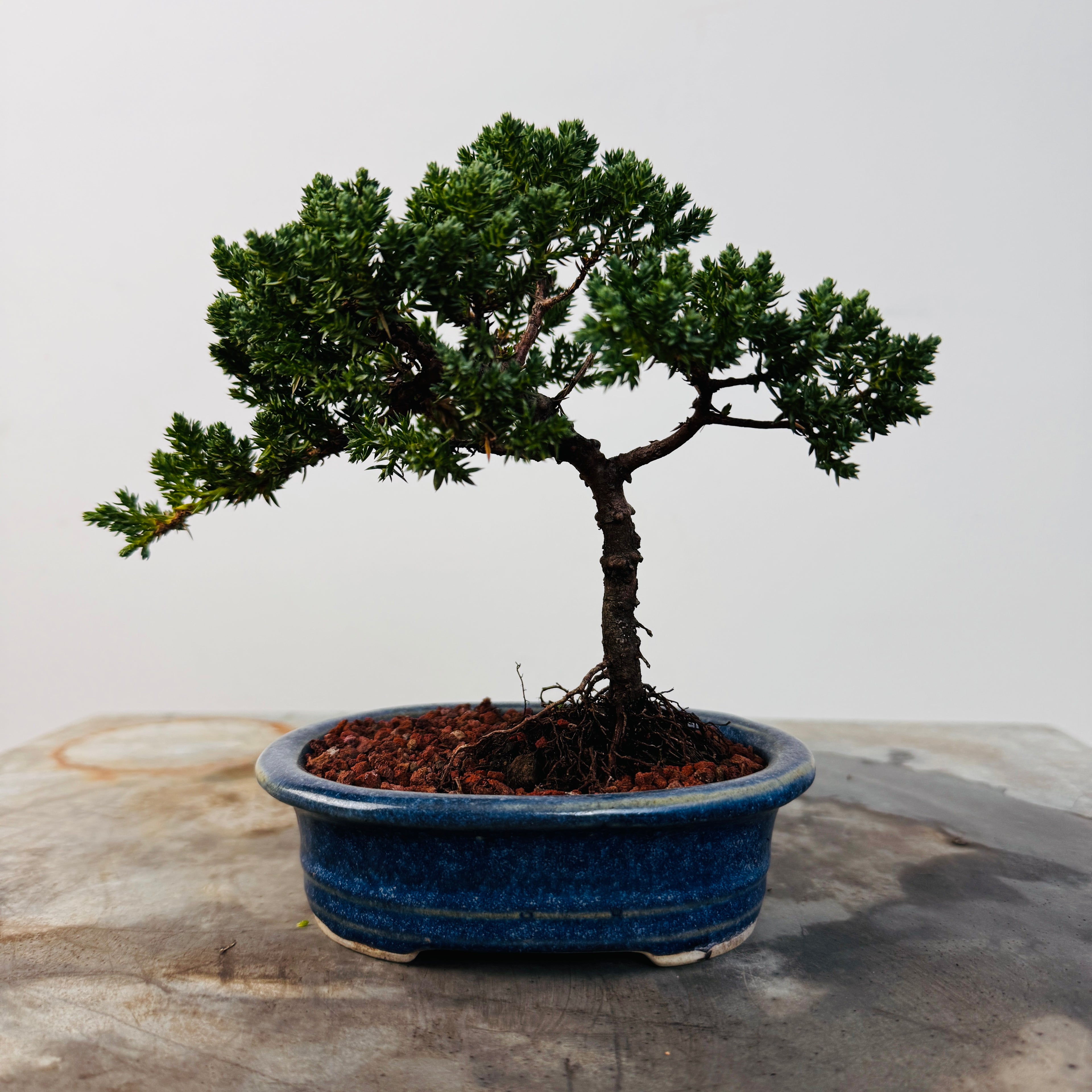Bonsai 3 Junípero 2 años