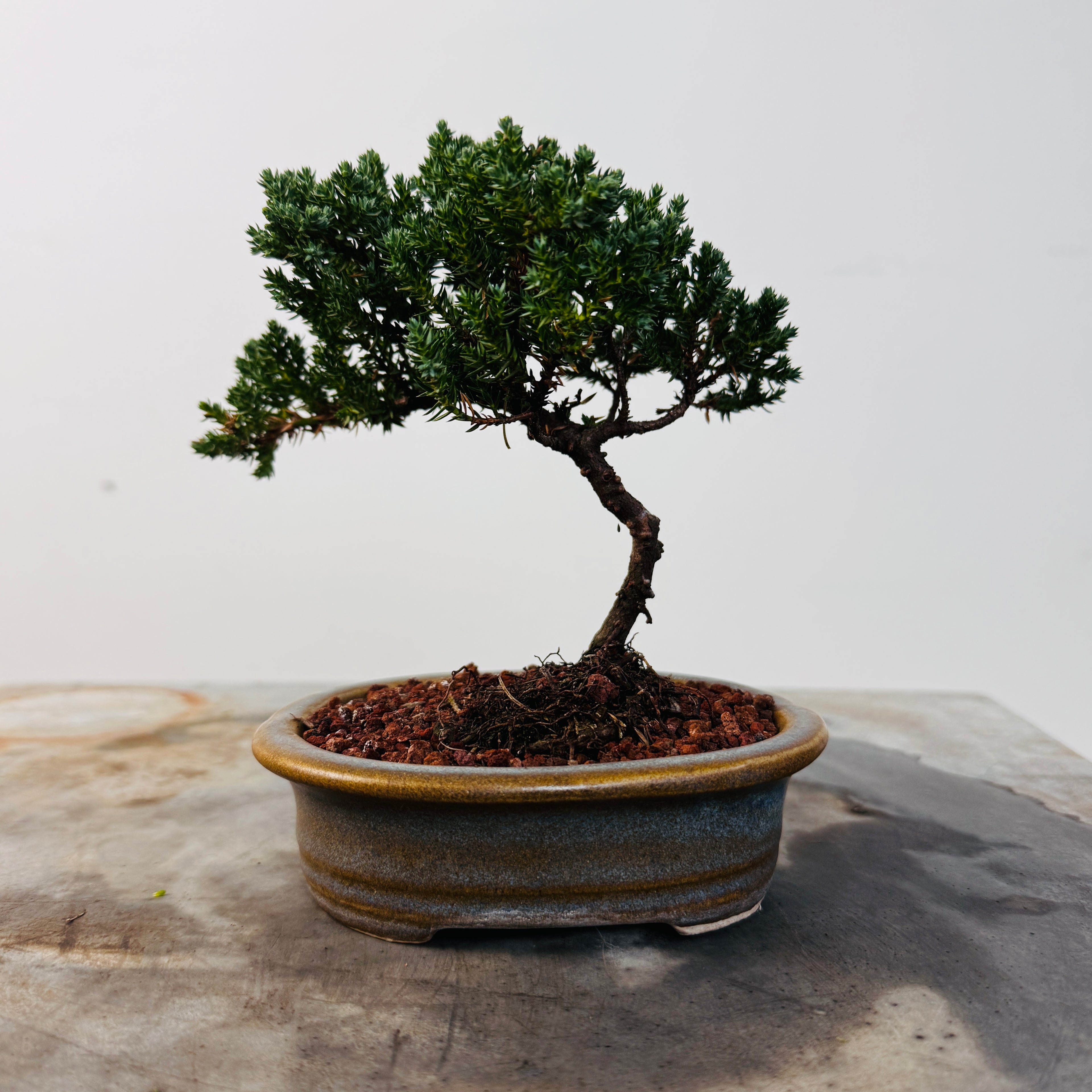 Bonsai 4 Junípero 2 años