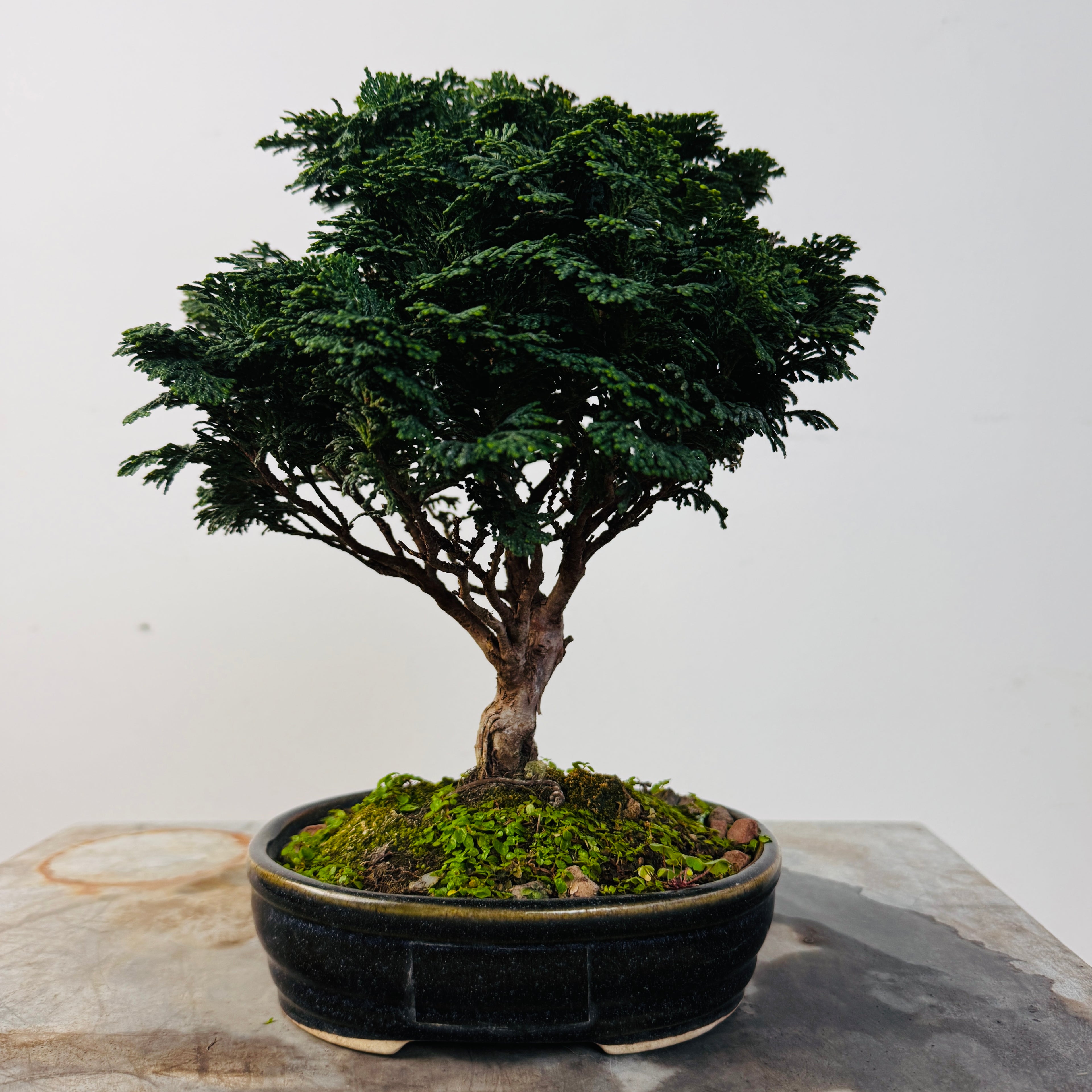 Bonsai Hinoki