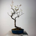 Bonsai fresno