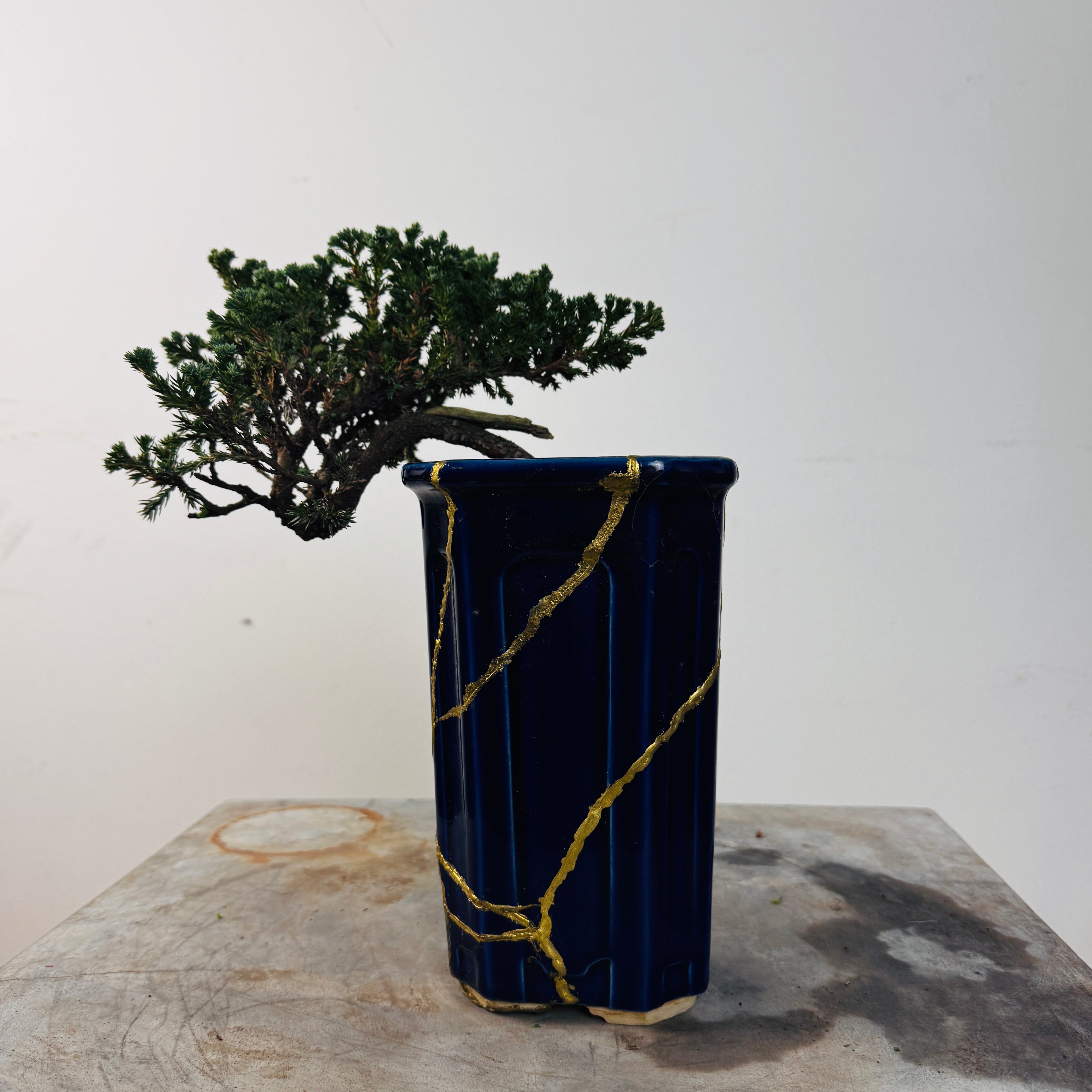 Bonsai  junípero cascada