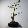 Bonsai  Arce Japonés