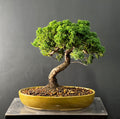 Bonsai  Junípero